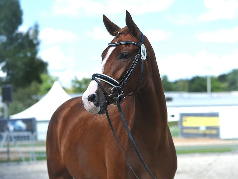 Hanoverian Mare 7 years 16,1 hh Chestnut in Isernhagen