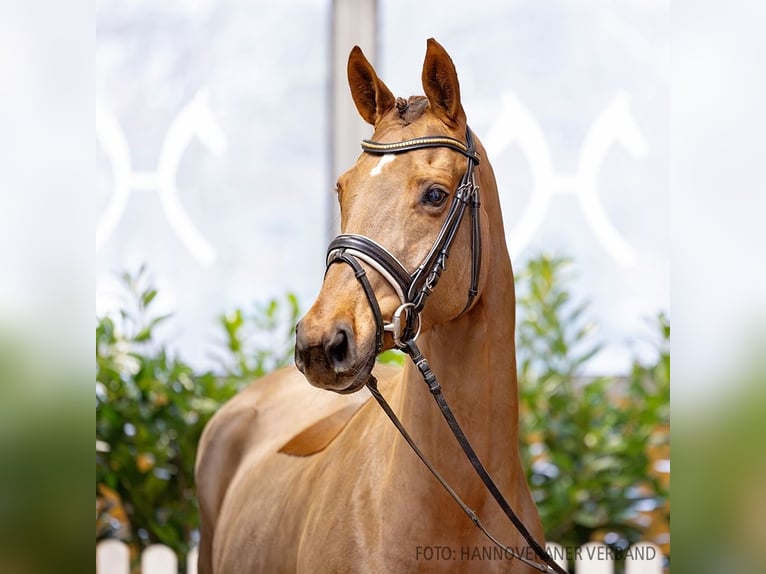 Hanoverian Mare 7 years 16,1 hh Chestnut in Verden