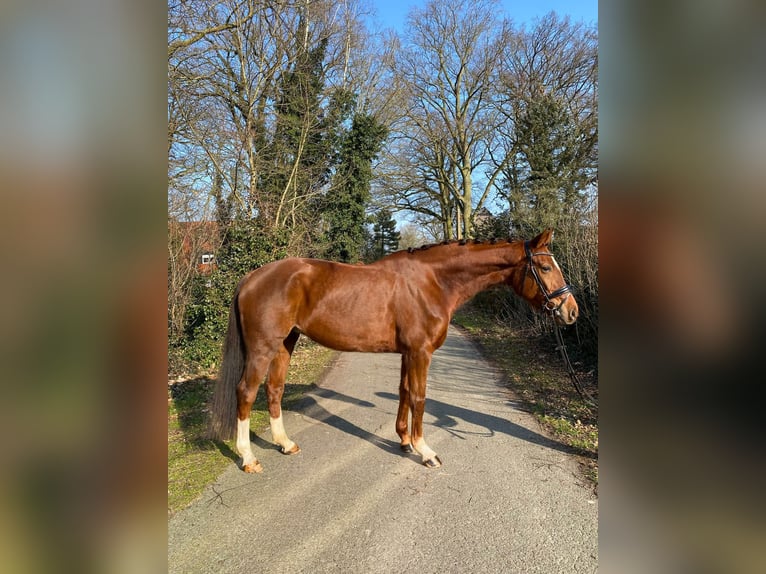 Hanoverian Mare 7 years 16,1 hh Chestnut in Stuhr