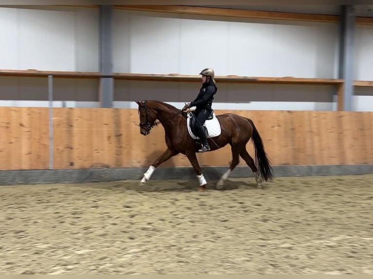 Hanoverian Mare 7 years 16,1 hh Chestnut in Stuhr