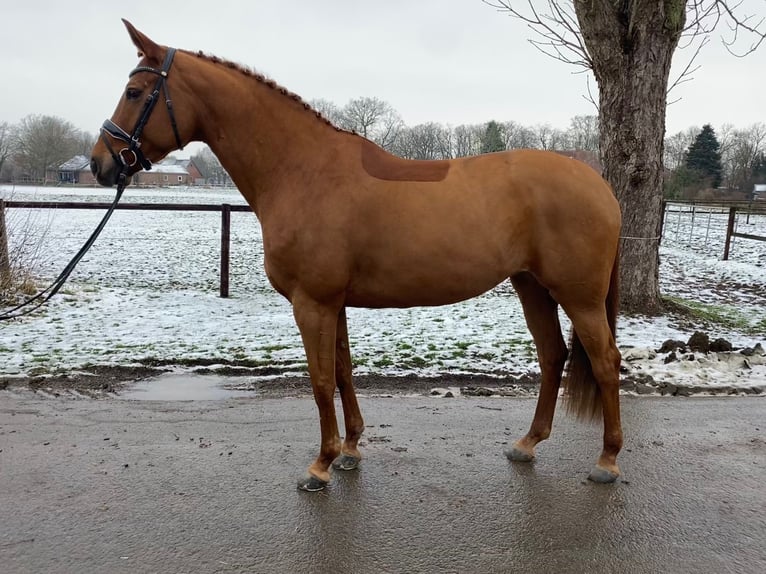 Hanoverian Mare 7 years 16,1 hh Chestnut-Red in Blender