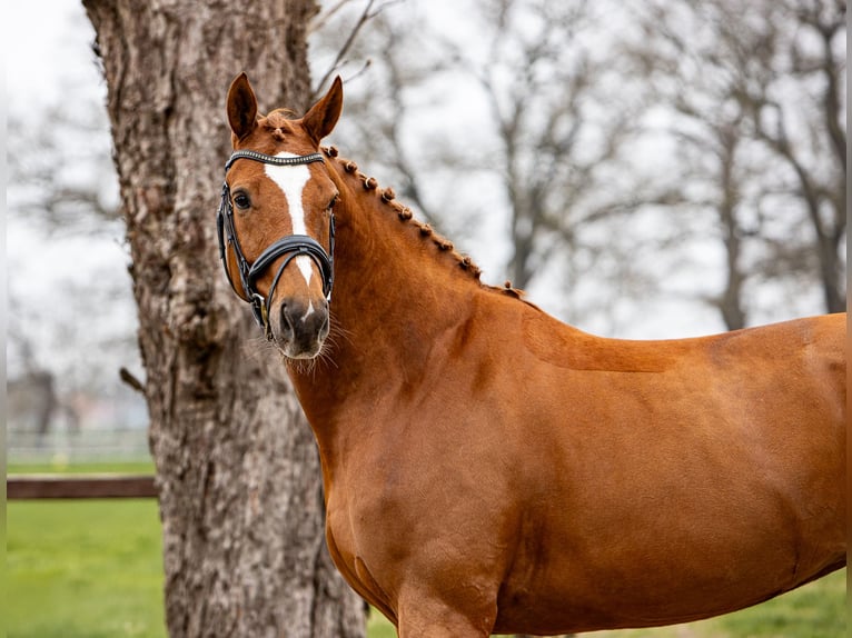 Hanoverian Mare 7 years 16.1 hh Chestnut-Red in Blender
