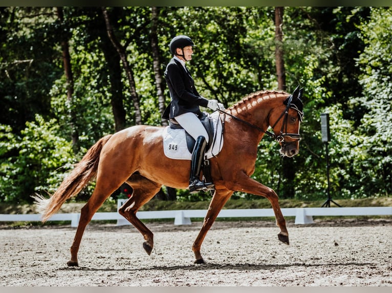 Hanoverian Mare 7 years 16.1 hh Chestnut-Red in Blender