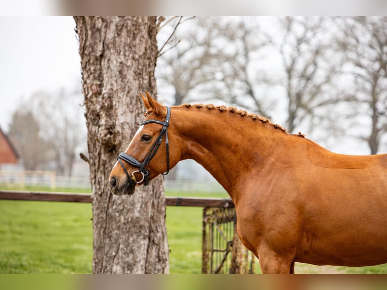 Hanoverian Mare 7 years 16.1 hh Chestnut-Red in Blender