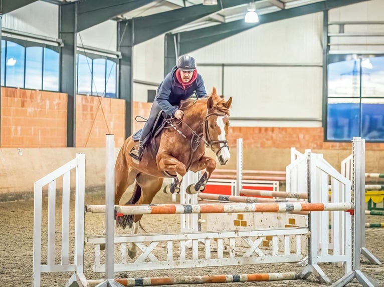 Hanoverian Mare 7 years 16,1 hh Chestnut-Red in Langelsheim