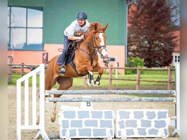 Hanoverian Mare 7 years 16,1 hh Chestnut-Red in Langelsheim