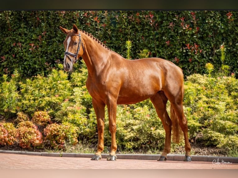 Hanoverian Mare 7 years 16,1 hh Chestnut in Guimarães, Braga