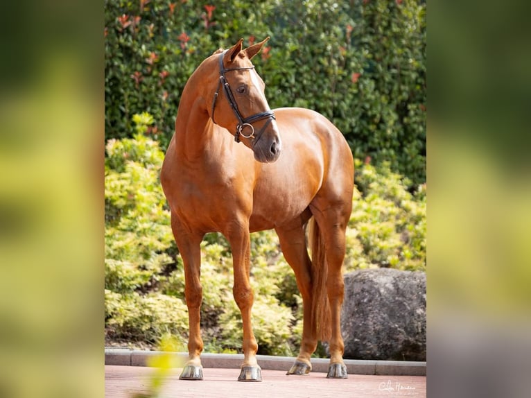 Hanoverian Mare 7 years 16,1 hh Chestnut in Guimarães, Braga