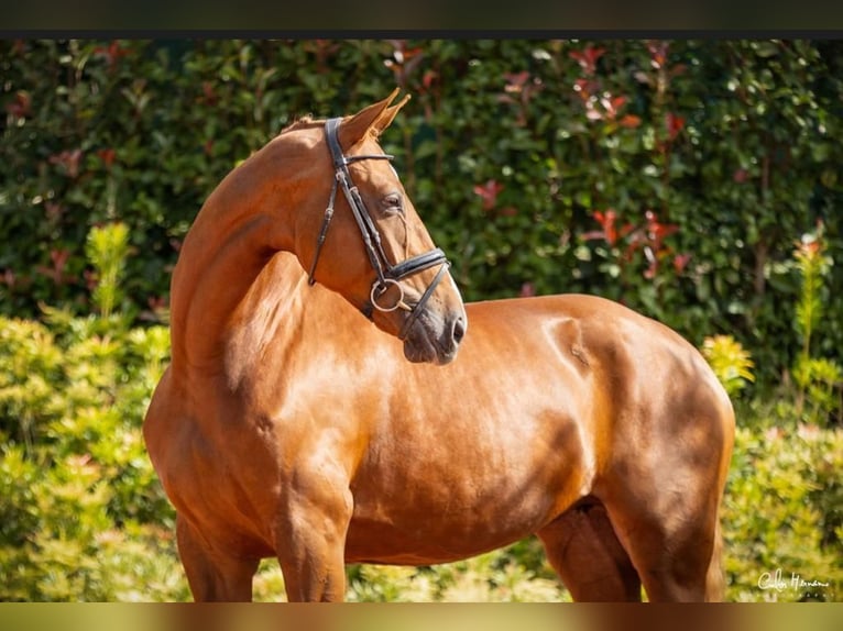 Hanoverian Mare 7 years 16,1 hh Chestnut in Guimarães, Braga