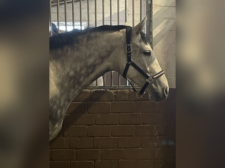 Hanoverian Mare 7 years 16,1 hh Gray in Wahrenholz