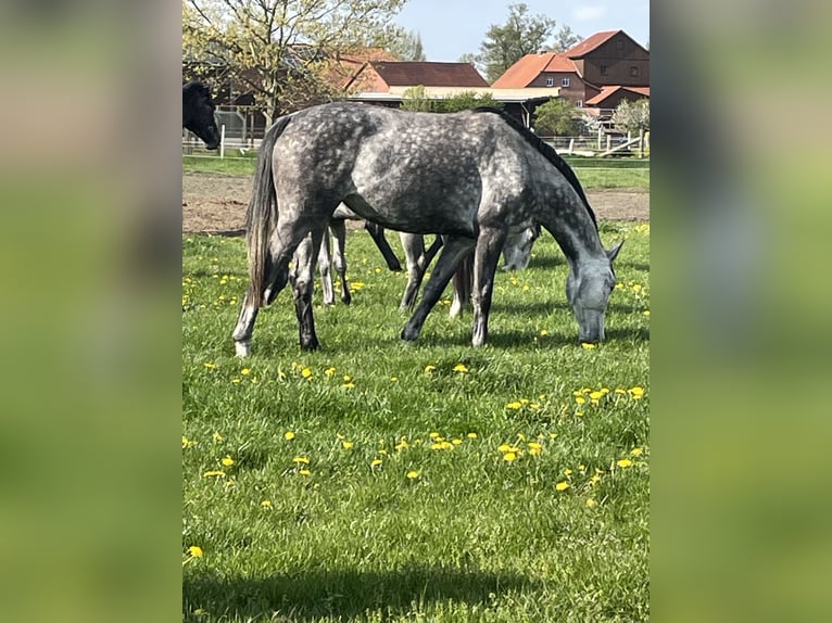Hanoverian Mare 7 years 16,1 hh Gray in Wahrenholz