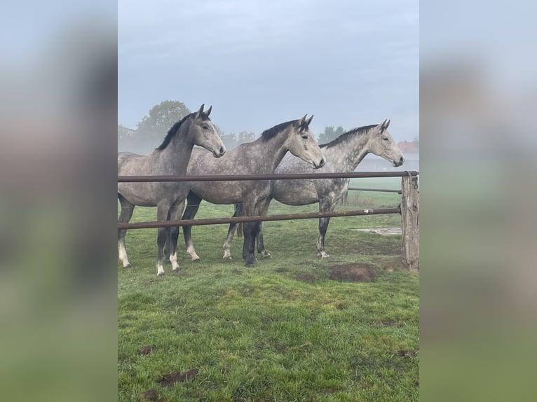 Hanoverian Mare 7 years 16,1 hh Gray in Wahrenholz