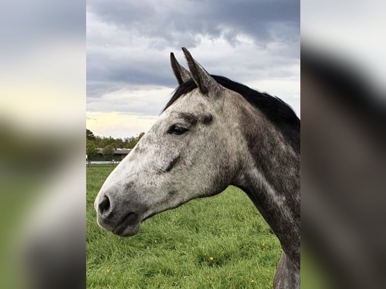 Hanoverian Mare 7 years 16,1 hh Gray in Wahrenholz