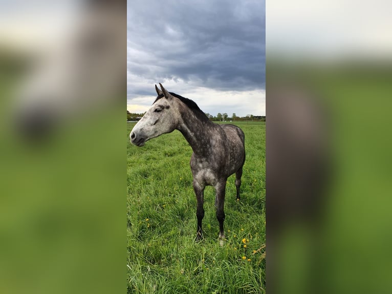 Hanoverian Mare 7 years 16,1 hh Gray in Wahrenholz