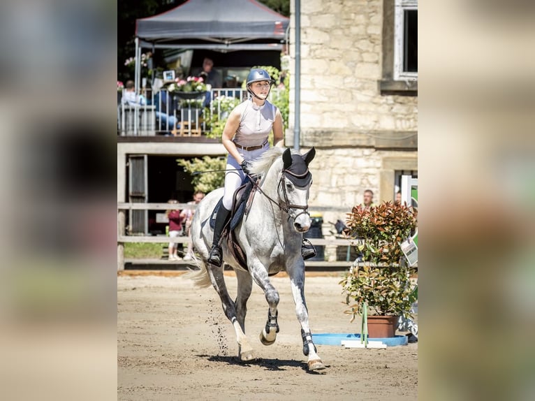 Hanoverian Mare 7 years 16.1 hh Grey-Dapple in Wolfenbüttel