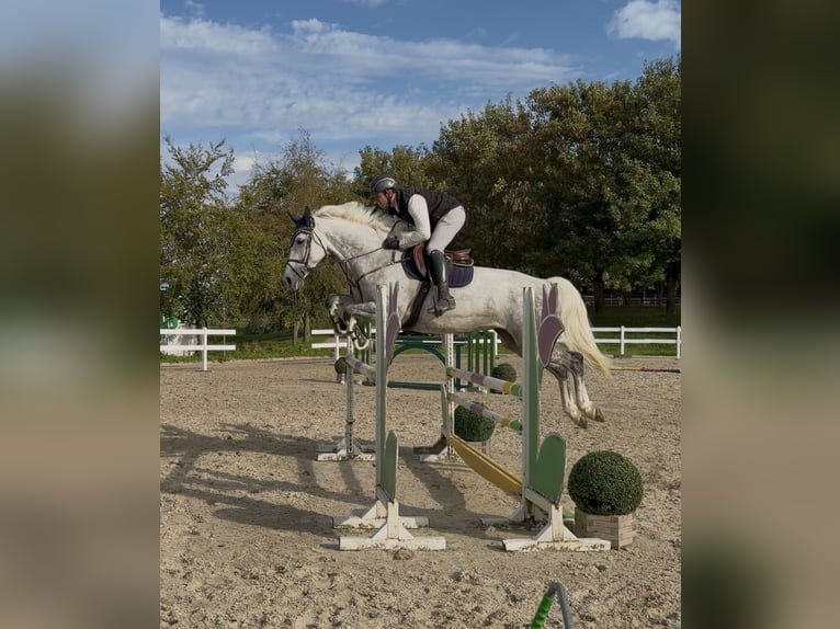 Hanoverian Mare 7 years 16.1 hh Grey in Langenfeld