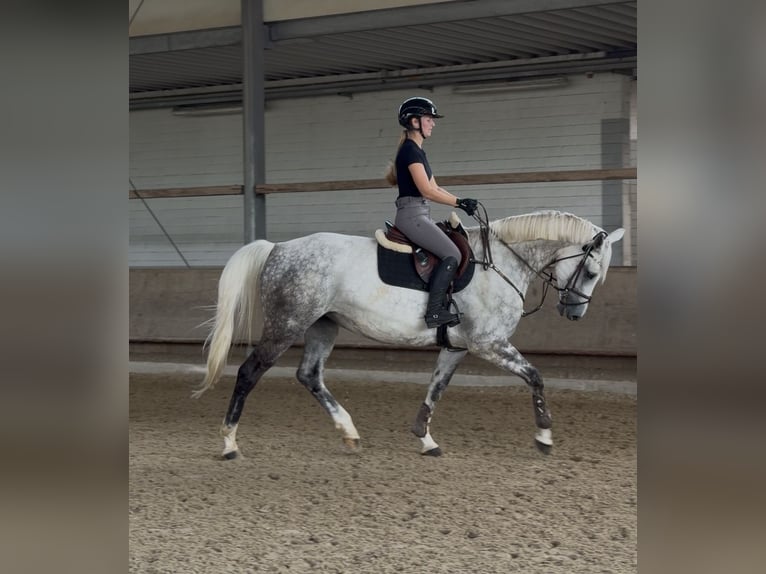 Hanoverian Mare 7 years 16.1 hh Grey in Langenfeld