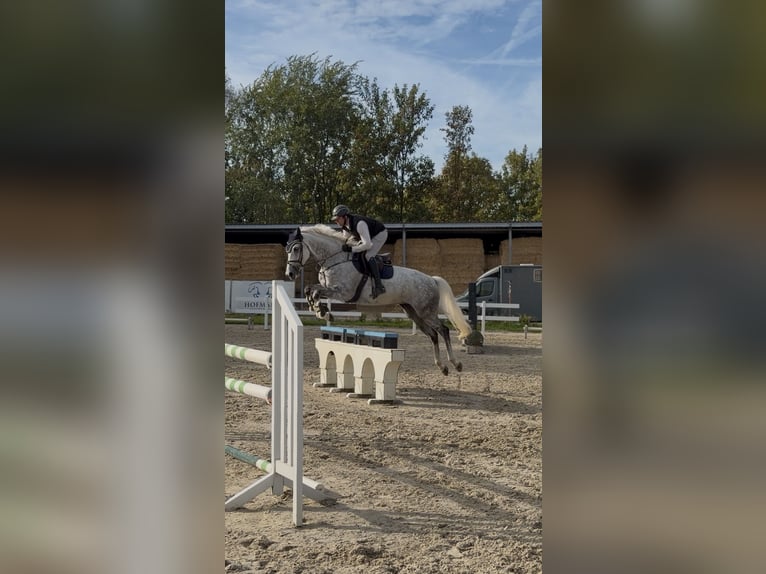 Hanoverian Mare 7 years 16.1 hh Grey in Langenfeld