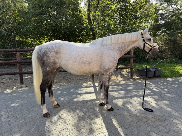 Hanoverian Mare 7 years 16.1 hh Grey in Langenfeld