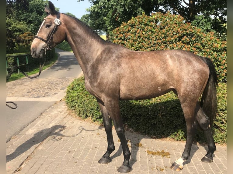 Hanoverian Mare 7 years 16.1 hh Grey in Wensin