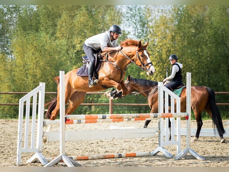 Hanoverian Mare 7 years 16,1 hh in Langelsheim