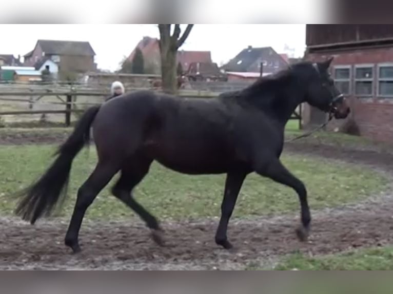 Hanoverian Mare 7 years 16,1 hh Smoky-Black in Wittingen