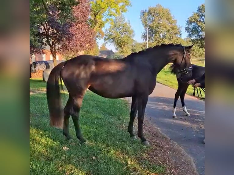 Hanoverian Mare 7 years 16.1 hh Smoky-Black in Kranenburg
