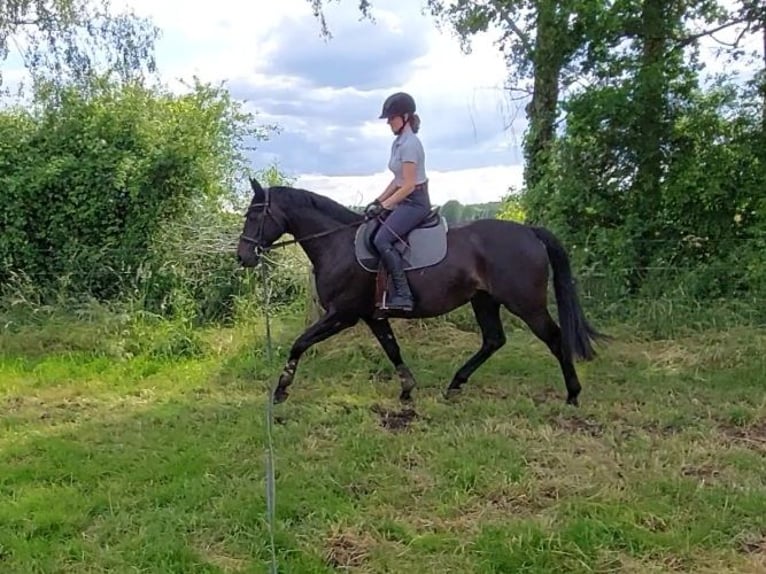 Hanoverian Mare 7 years 16.1 hh Smoky-Black in Uetze