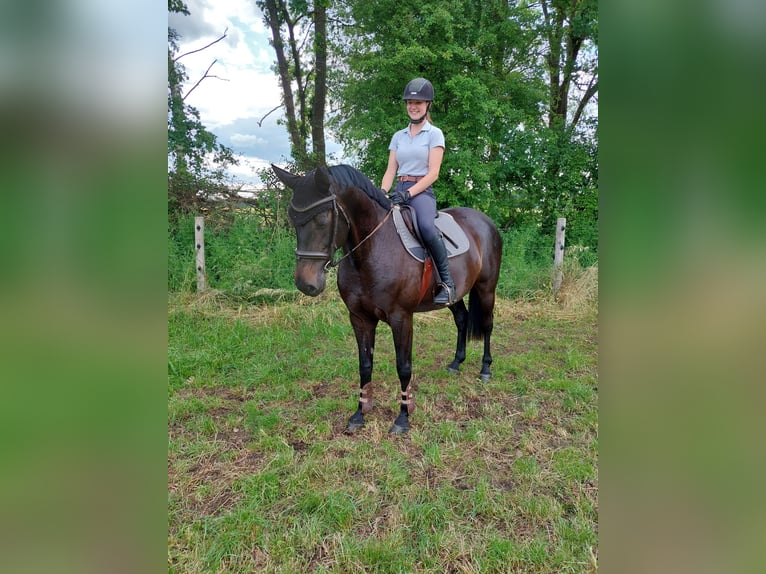 Hanoverian Mare 7 years 16.1 hh Smoky-Black in Uetze
