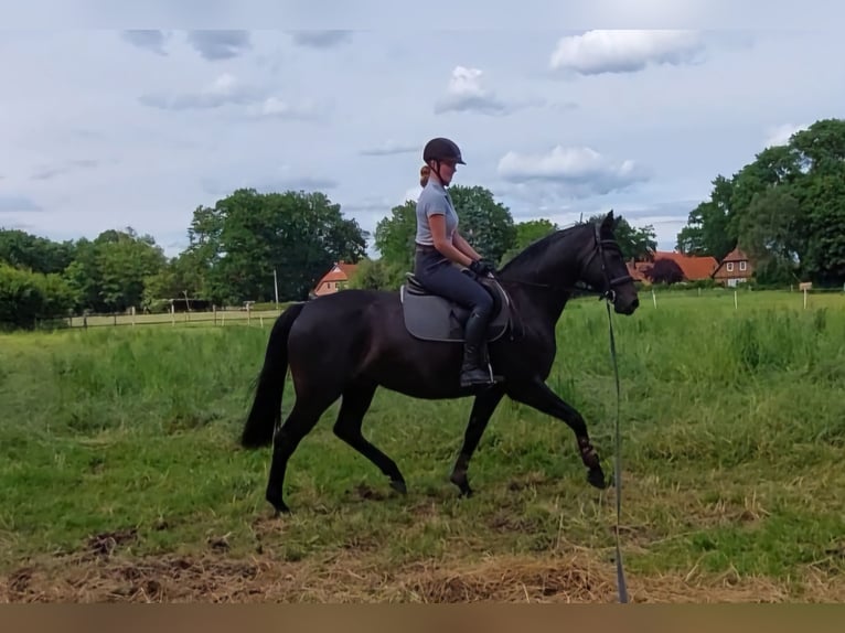 Hanoverian Mare 7 years 16.1 hh Smoky-Black in Uetze