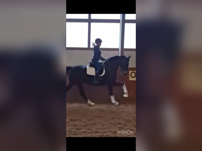 Hanoverian Mare 7 years 16.2 hh Bay-Dark in Echem
