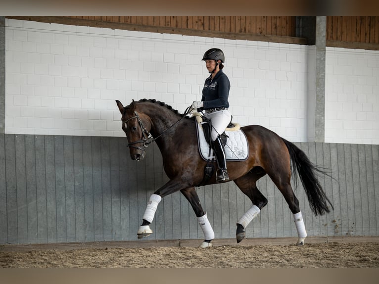 Hanoverian Mare 7 years 16,2 hh Bay-Dark in Tiddische