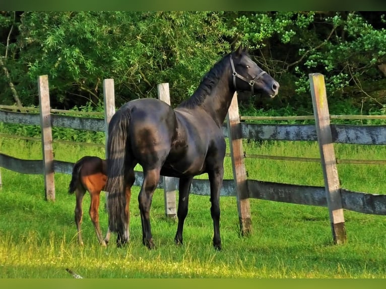 Hanoverian Mare 7 years 16.2 hh Black in Enger