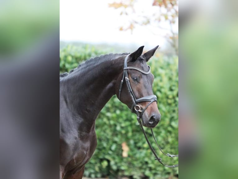 Hanoverian Mare 7 years 16,2 hh Black in Moers