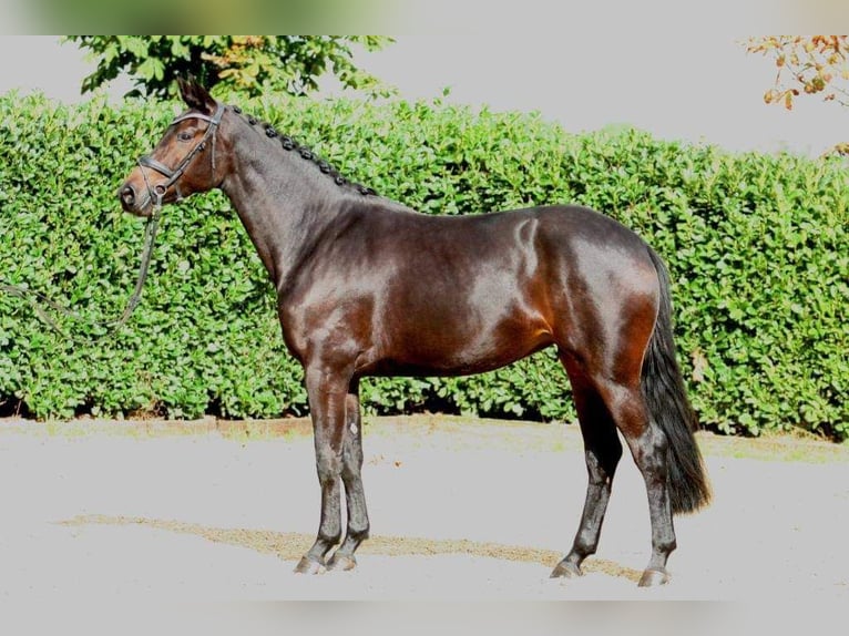 Hanoverian Mare 7 years 16,2 hh Black in Moers