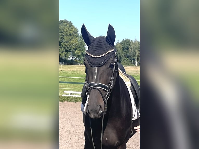 Hanoverian Mare 7 years 16,2 hh Black in Kirchlinteln