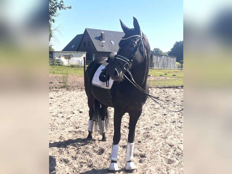 Hanoverian Mare 7 years 16,2 hh Black in Kirchlinteln