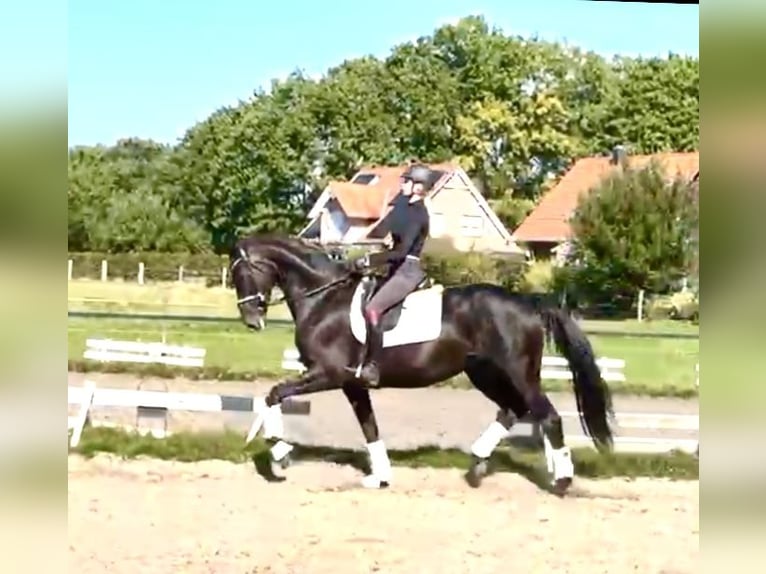 Hanoverian Mare 7 years 16,2 hh Black in Kirchlinteln