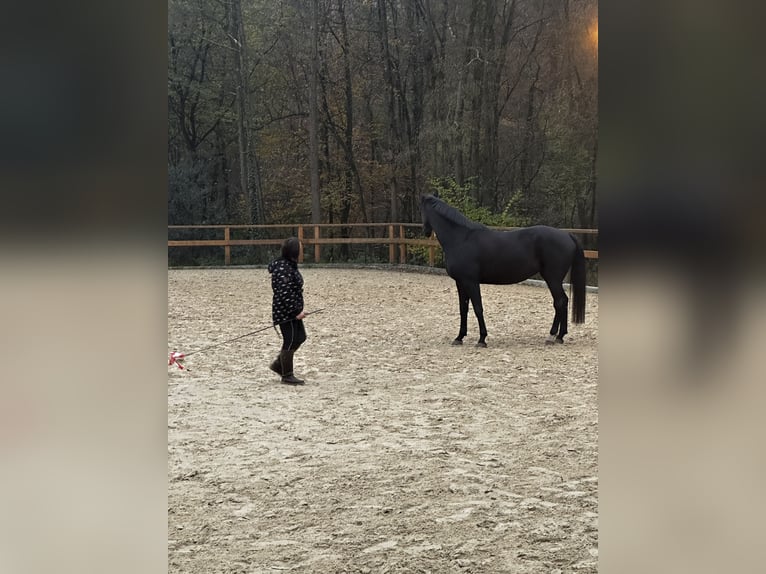 Hanoverian Mare 7 years 16,2 hh Black in Leichlingen