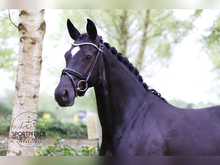 Hanoverian Mare 7 years 16,2 hh Black in Hassendorf