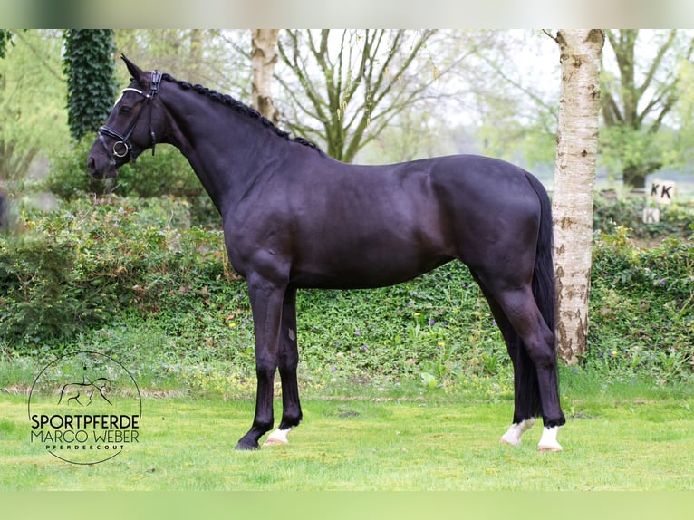 Hanoverian Mare 7 years 16,2 hh Black in Hassendorf