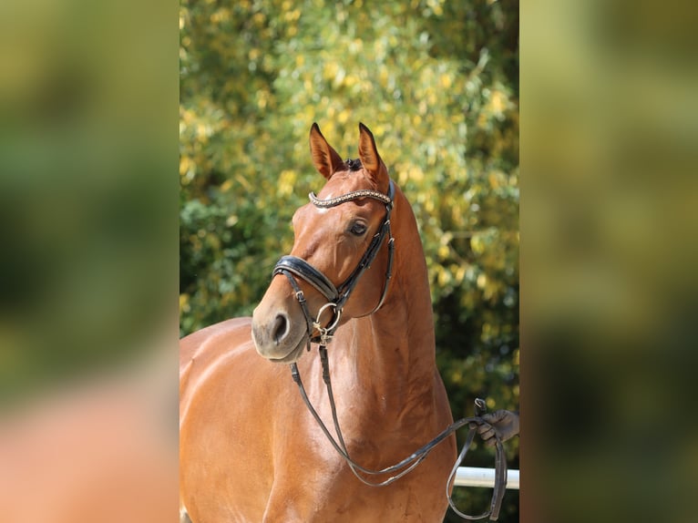 Hanoverian Mare 7 years 16,2 hh Brown in Börrstadt