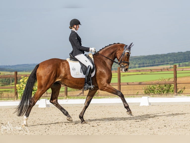 Hanoverian Mare 7 years 16,2 hh Brown in Börrstadt