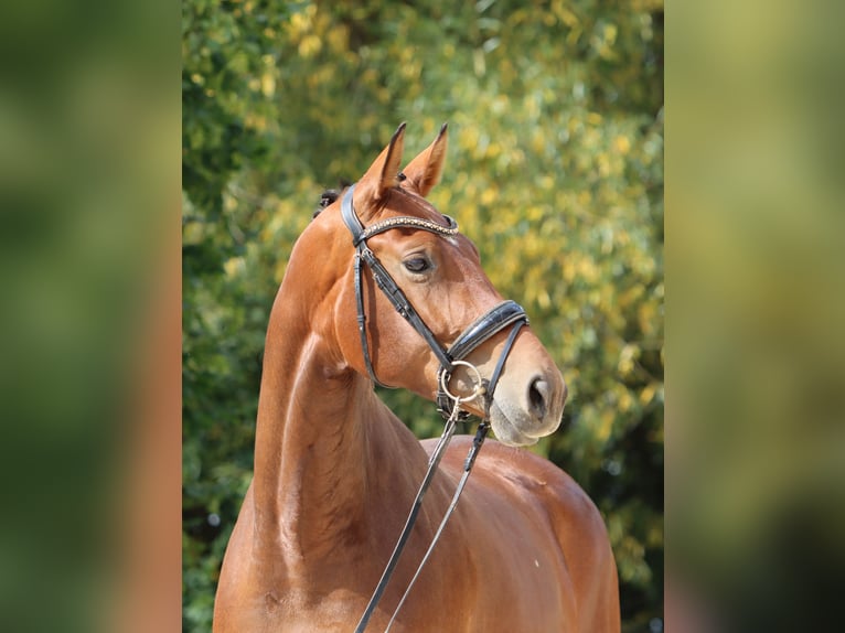 Hanoverian Mare 7 years 16,2 hh Brown in Börrstadt