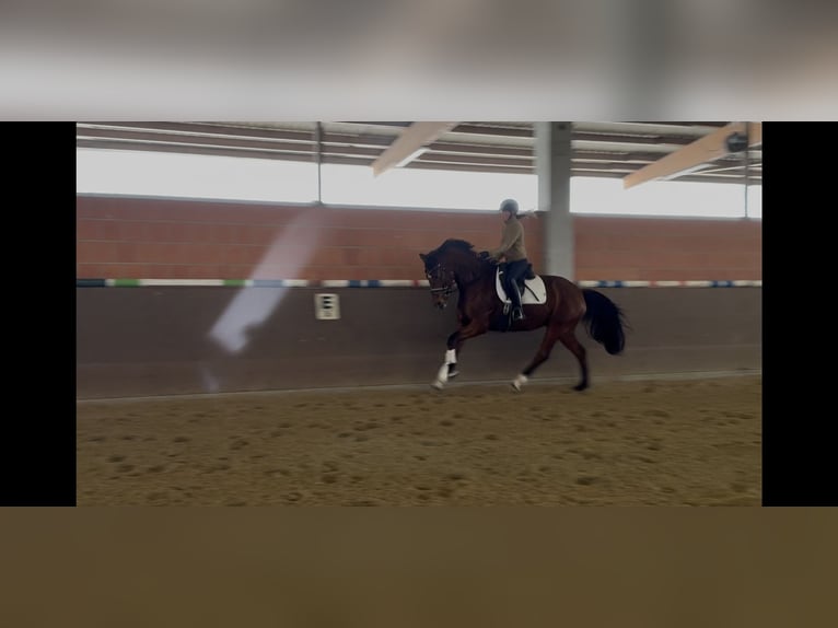 Hanoverian Mare 7 years 16.2 hh Brown in Langwedel