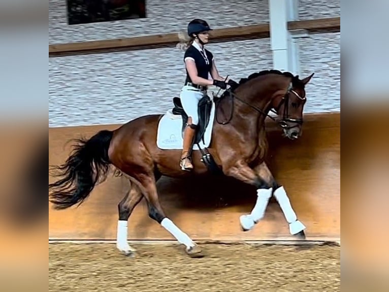 Hanoverian Mare 7 years 16,2 hh Brown in Wehringen