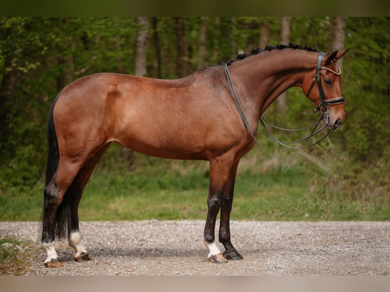 Hanoverian Mare 7 years 16,2 hh Brown in Wehringen