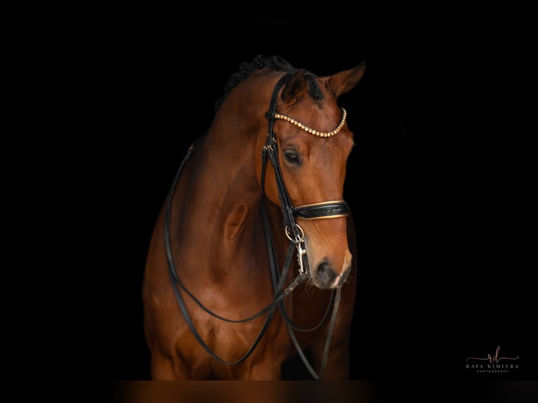 Hanoverian Mare 7 years 16,2 hh Brown in Wehringen