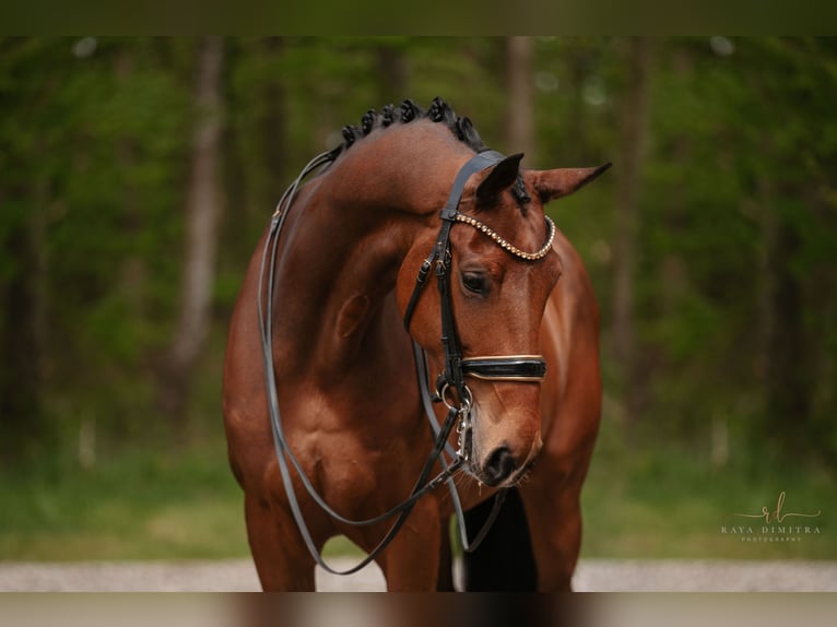 Hanoverian Mare 7 years 16,2 hh Brown in Wehringen