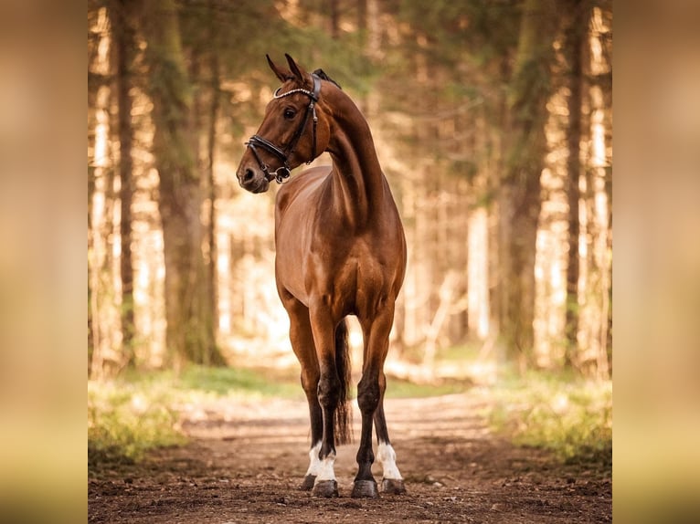 Hanoverian Mare 7 years 16,2 hh Brown in Wehringen
